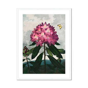 Pontic Rhododendron - Robert John Thornton Art Print, Pink Rhododendron Bloom Dark Green Leaves Two Butterflies
