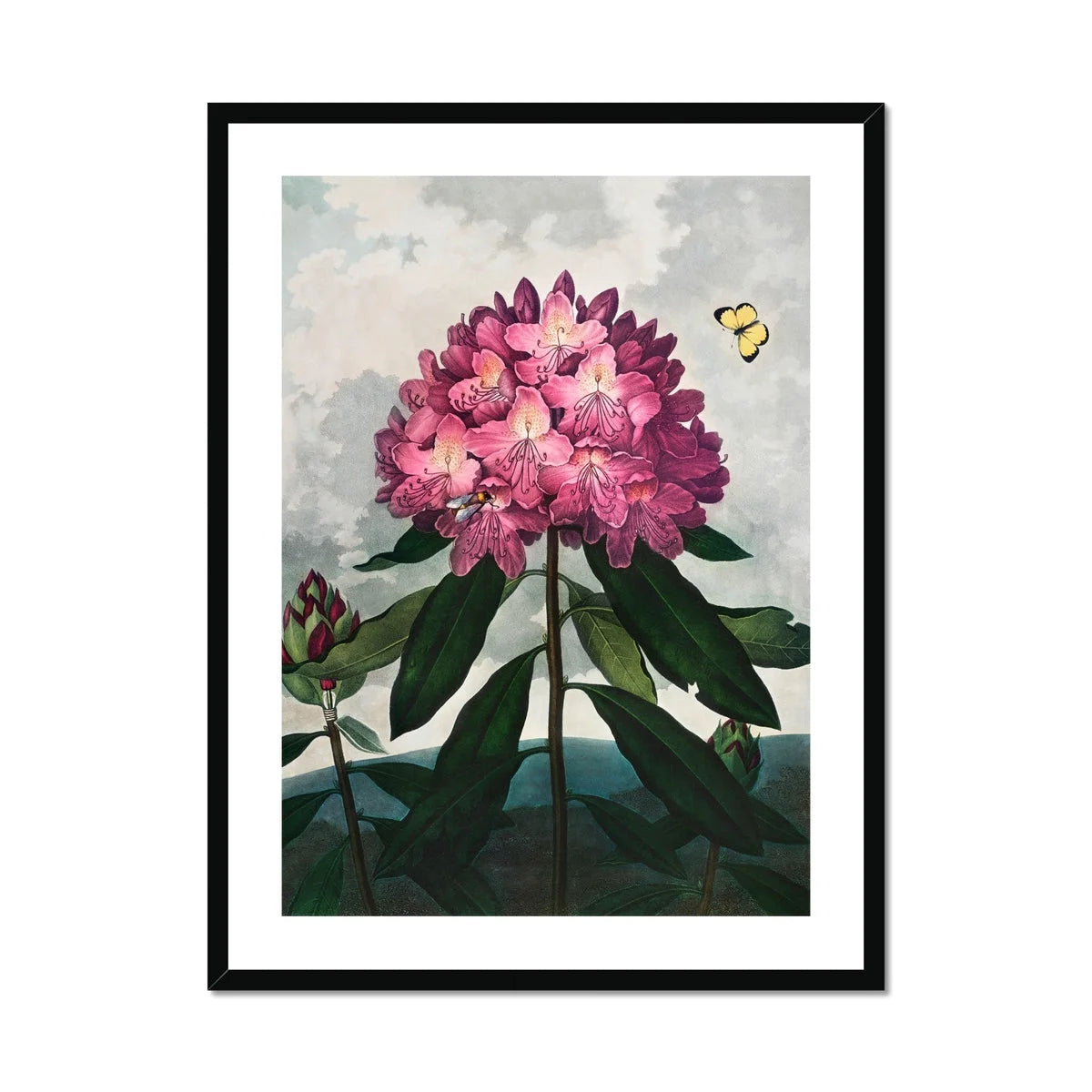 Pontic Rhododendron - Robert John Thornton Art Print Posters Prints & Visual Artwork