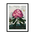 Pontic Rhododendron - Robert John Thornton Art Print Posters Prints & Visual Artwork