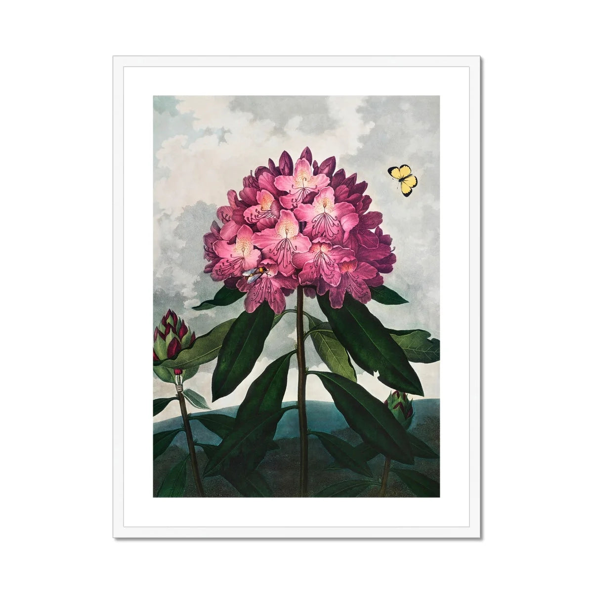 Pontic Rhododendron - Robert John Thornton Art Print Posters Prints & Visual Artwork