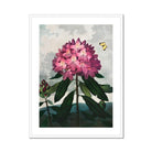 Pontic Rhododendron - Robert John Thornton Art Print Posters Prints & Visual Artwork