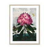 Pontic Rhododendron - Robert John Thornton Art Print, Pink Rhododendron Bloom Dark Green Leaves Yellow Butterfly