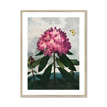 Pontic Rhododendron - Robert John Thornton Art Print, Pink Rhododendron Bloom Dark Green Leaves Yellow Butterfly