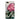 Iphone 8 Plus / Matte Pontic Rhododendron - Robert John Thornton Phone Case, Thorpe