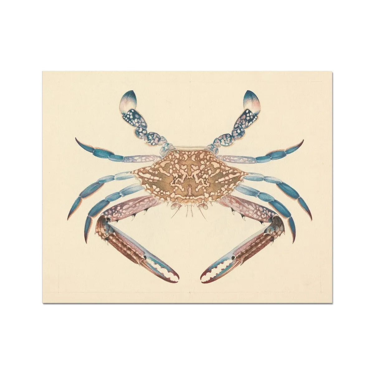 Portunua Pelagicus (blue Crab) - Luigi Balugani Fine Art Print - 20’x16’ - Posters Prints & Visual Artwork