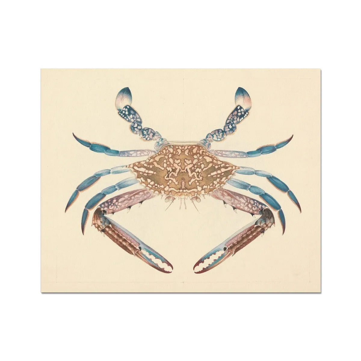 Portunua Pelagicus (blue Crab) By Luigi Balugani Fine Art Print - 20’x16’ - Posters Prints & Visual Artwork