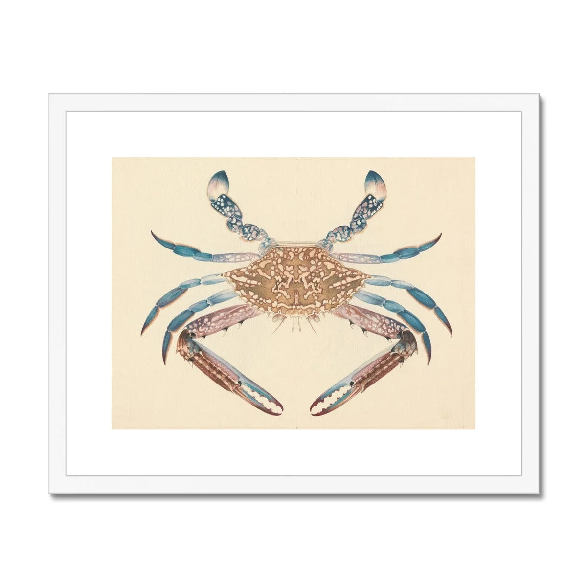 Portunua Pelagicus (blue Crab) by Luigi Balugani Framed & Mounted Print 20’’x16’’ / White Frame