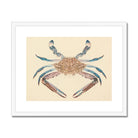 Portunua Pelagicus (blue Crab) by Luigi Balugani Framed & Mounted Print 20’’x16’’ / White Frame