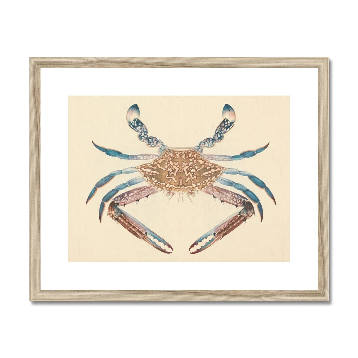 Portunua Pelagicus (blue Crab) by Luigi Balugani Framed & Mounted Print 20’’x16’’ / Natural Frame