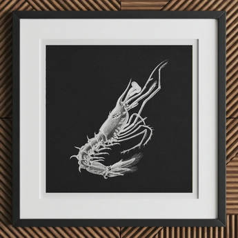 Prawn - Ernst Haeckel Marine Life Art Print, 12x12’’ / 31x31cm / Black Frame / 2’’ Matboard, Framed Black-and-white Scientific Illustration