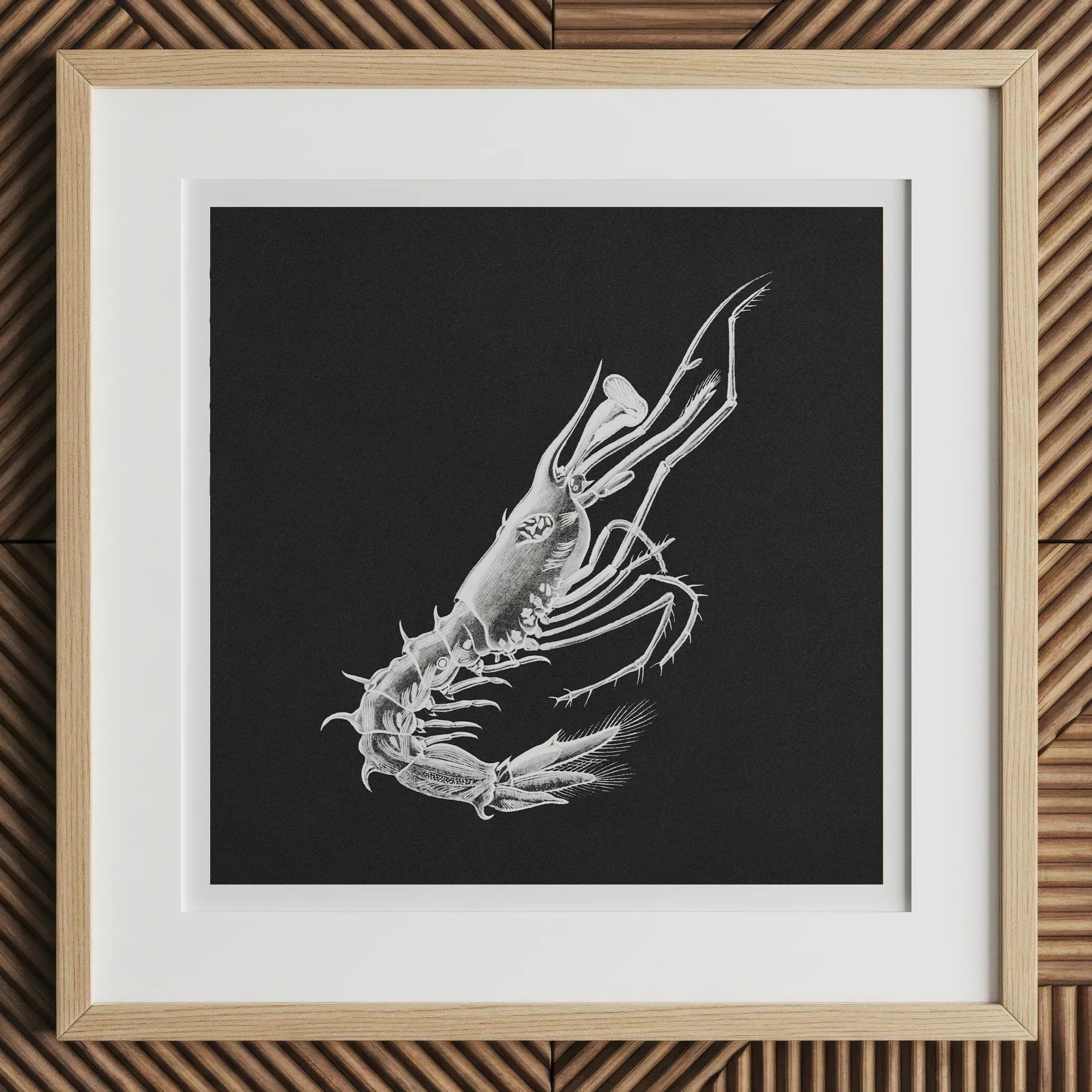 Prawn - Ernst Haeckel Marine Life Art Print, 12x12’’ / 31x31cm / Natural Frame / 2’’ Matboard, Framed Black White Illustration Spiny Lobster