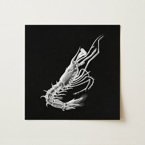 Prawn - Ernst Haeckel Marine Life Art Print / Canvas, 12x12’’ / 31x31cm / Unframed / no Border, Posters Prints & Visual Artwork, Toby Leon