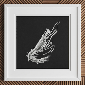 Prawn - Ernst Haeckel Marine Life Art Print, White-framed Black White Illustration Shrimp-like Crustacean