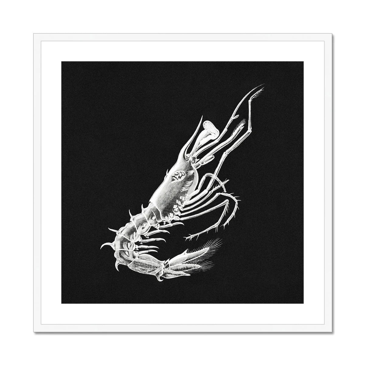 Prawn - Ernst Haeckel Marine Life Art Print Posters Prints & Visual Artwork