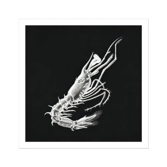 Prawn - Ernst Haeckel Marine Life Art Print, White Skeleton Shell Crustacean Dark Background