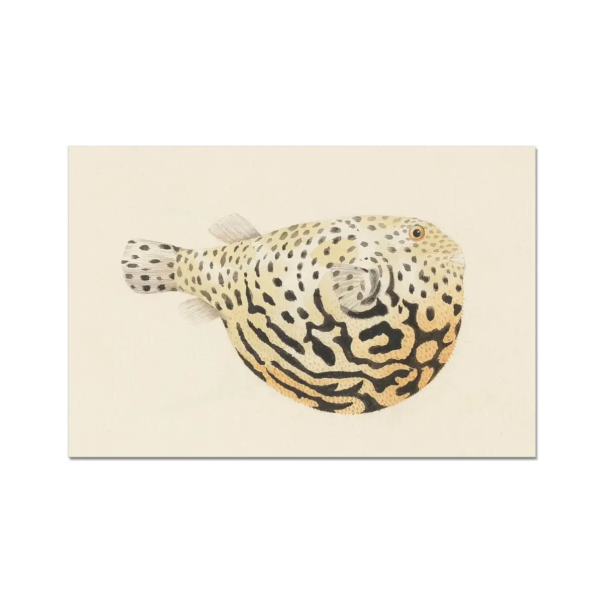 Blowfish - Luigi Balugani Sea Life Art Print 18’’x12’’ Posters Prints & Visual Artwork