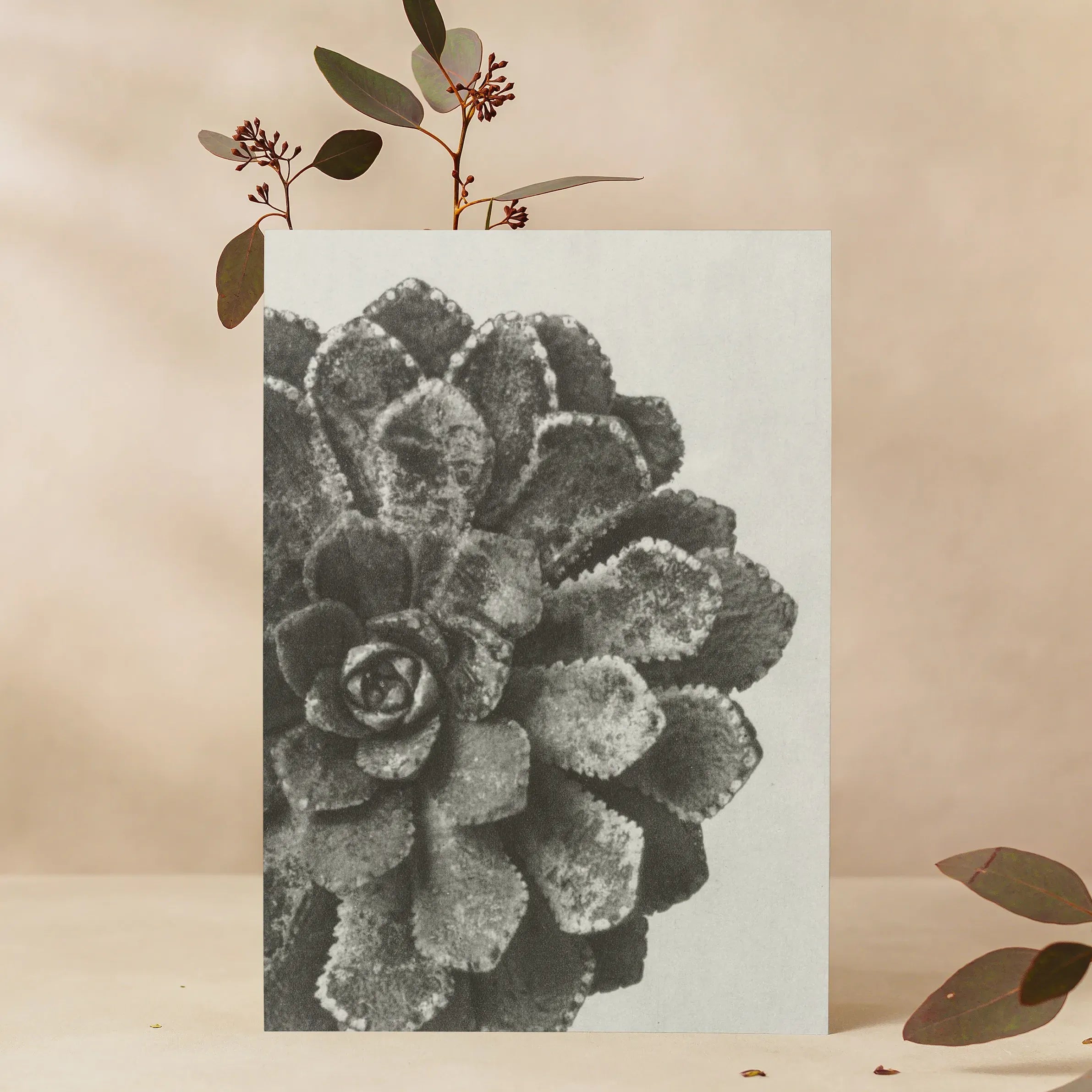 Pyramidal Saxifrage (aizoon) By Karl Blossfeldt Greeting Card - A5 Portrait / 1 Card - Notebooks & Notepads - Aesthetic