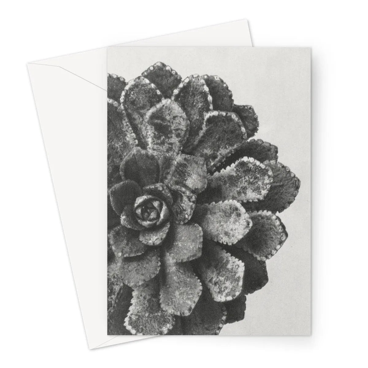 Pyramidal Saxifrage (aizoon) By Karl Blossfeldt Greeting Card - Greeting & Note Cards - Aesthetic Art