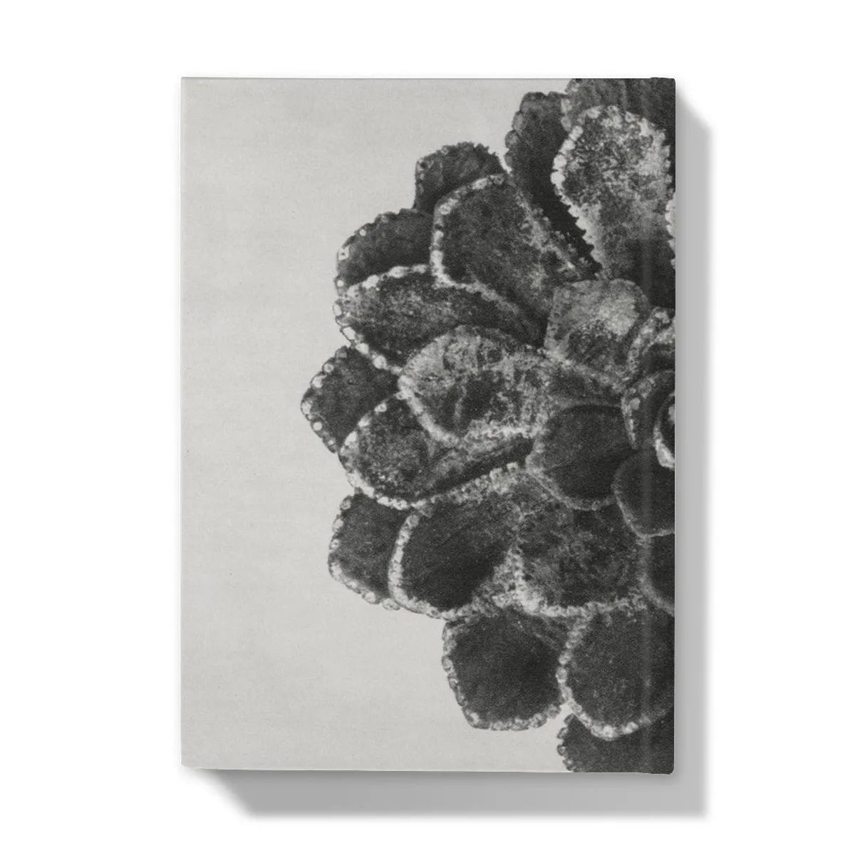Pyramidal Saxifrage (aizoon) By Karl Blossfeldt Hardback Journal - Notebooks & Notepads - Aesthetic Art