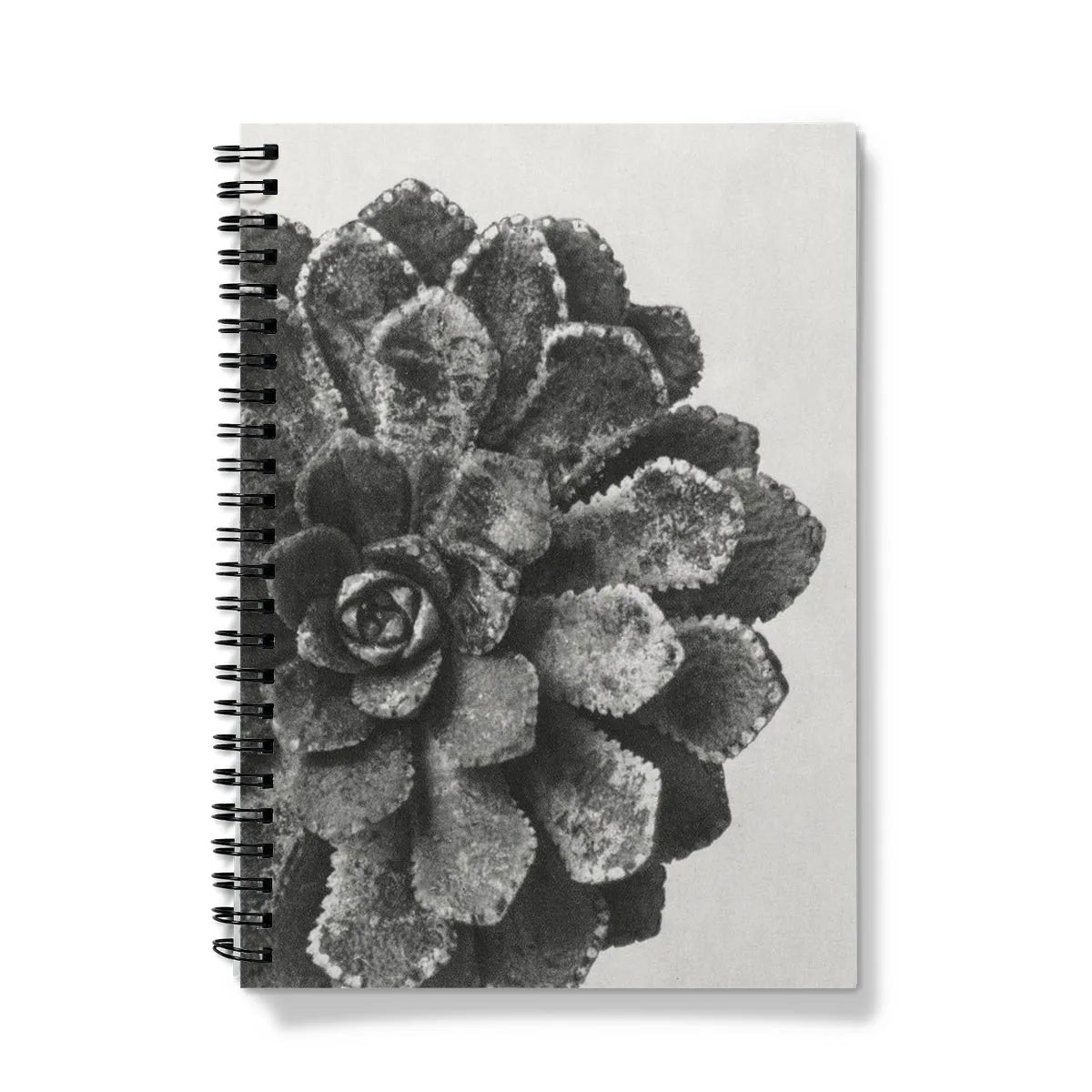 Pyramidal Saxifrage (aizoon) By Karl Blossfeldt Notebook - Notebooks & Notepads - Aesthetic Art
