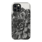 Pyramidal Saxifrage (saxifraga Aizoon) - Karl Blossfeldt Iphone Case, 12 Pro / Matte, Phone Case Black White Photograph Succulent Plant