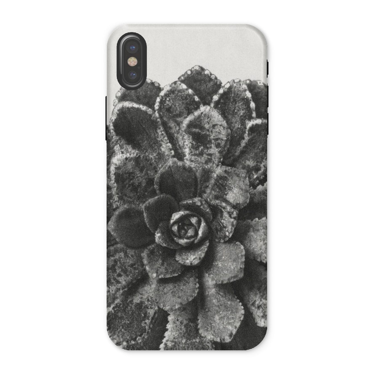 Pyramidal Saxifrage (saxifraga Aizoon) Karl Blossfeldt Iphone Case, x / Matte, Succulent Plant Rosette Shaped Leaves Black White