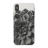 Pyramidal Saxifrage (saxifraga Aizoon) - Karl Blossfeldt Iphone Case, x / Matte, Succulent Plant Rosette-shaped Leaves Black White