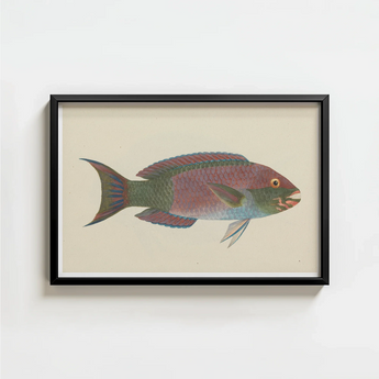Framed Vintage-style Illustration Colorful Parrotfish Iridescent Pink Green Luigi Balugani, Kaleidoscopic Queen, Balugani’s 18th-century