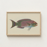 Framed Illustration Colorful Fish Iridescent Scales Shades Pink Luigi Balugani, Kaleidoscopic Queen Parrotfish, Balugani’s 18th-century