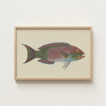 Framed Illustration Colorful Fish Iridescent Scales Shades Pink Luigi Balugani, Kaleidoscopic Queen Parrotfish, Balugani’s 18th-century