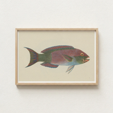 Framed Illustration Colorful Parrotfish Iridescent Pink Green Blue Luigi Balugani, Kaleidoscopic Queen, Balugani’s 18th-century Brush