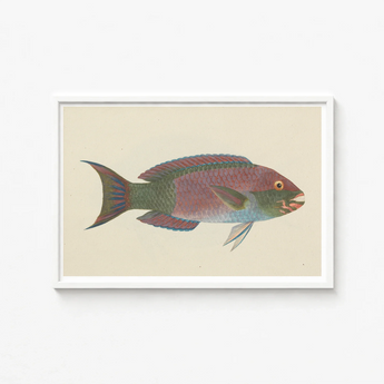 Framed Vintage-style Illustration Colorful Parrotfish Iridescent Pink Green Luigi Balugani, Kaleidoscopic Queen, Balugani’s 18th-century