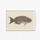 Framed Vintage-style Illustration Colorful Parrotfish Iridescent Pink Green Luigi Balugani, Kaleidoscopic Queen, Balugani’s 18th-century
