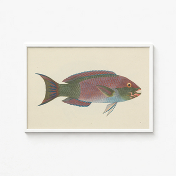 Framed Vintage-style Illustration Colorful Parrotfish Iridescent Pink Green Luigi Balugani, Kaleidoscopic Queen, Balugani’s 18th-century