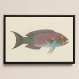 Queen Parrotfish - Luigi Balugani Sea Life Art Print / Canvas, 18x12’’ / 46x31cm / Black Frame, Posters Prints & Visual Artwork, Toby Leon