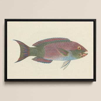 Queen Parrotfish - Luigi Balugani Sea Life Art Print / Canvas, 18x12’’ / 46x31cm / Black Frame, Posters Prints & Visual Artwork, Toby Leon