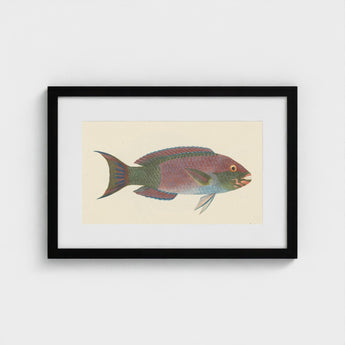 Queen Parrotfish - Luigi Balugani Sea Life Art Print / Canvas Framed Illustration Colorful Iridescent Pink Green Blue, Kaleidoscopic,