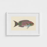 Queen Parrotfish - Luigi Balugani Sea Life Art Print / Canvas Framed Vintage-style Illustration Colorful Iridescent Pink Green,