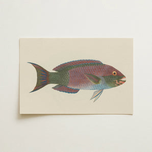 Queen Parrotfish - Luigi Balugani Sea Life Art Print / Canvas, 18x12’’ / 46x31cm / Unframed / no Border, Posters Prints & Visual Artwork,