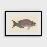 Queen Parrotfish - Luigi Balugani Sea Life Art Print / Canvas Framed Vintage-style Illustration Colorful Fish Pink Green Blue,
