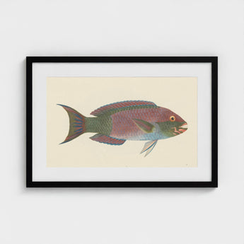 Queen Parrotfish - Luigi Balugani Sea Life Art Print / Canvas Framed Vintage-style Illustration Colorful Fish Pink Green Blue,