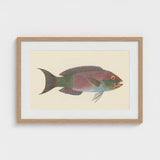 Queen Parrotfish - Luigi Balugani Sea Life Art Print / Canvas Framed Vintage-style Illustration Colorful Pink Green Blue, Kaleidoscopic,