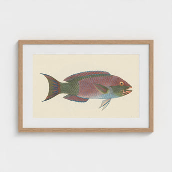 Queen Parrotfish - Luigi Balugani Sea Life Art Print / Canvas Framed Vintage-style Illustration Colorful Pink Green Blue, Kaleidoscopic,