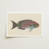 Queen Parrotfish - Luigi Balugani Sea Life Art Print / Canvas Beautifully Illustrated Vibrant Pink Green Blue, Kaleidoscopic, Balugani’s