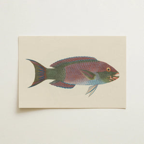 Queen Parrotfish - Luigi Balugani Sea Life Art Print / Canvas, Luigi Balugani, Kaleidoscopic Queen Parrotfish, Balugani’s 18th-century Brush