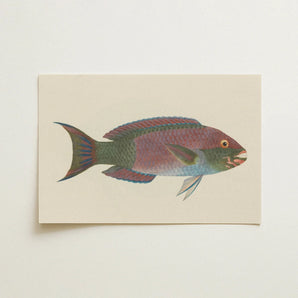 Queen Parrotfish - Luigi Balugani Sea Life Art Print / Canvas, Luigi Balugani, Kaleidoscopic Queen Parrotfish, Balugani’s 18th-century Brush