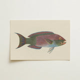 Queen Parrotfish - Luigi Balugani Sea Life Art Print / Canvas, Luigi Balugani, Kaleidoscopic Queen Parrotfish, Balugani’s 18th-century Brush