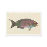 Queen Parrotfish - Luigi Balugani Sea Life Art Print / Canvas, Luigi Balugani, Kaleidoscopic Queen Parrotfish, Balugani’s 18th-century Brush