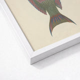 Queen Parrotfish - Luigi Balugani Sea Life Art Print / Canvas Framed Artwork Detailed Illustration Fish Green Red Blue, Kaleidoscopic,