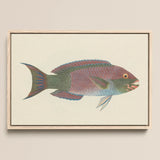 Queen Parrotfish - Luigi Balugani Sea Life Art Print / Canvas, Luigi Balugani, Kaleidoscopic Queen Parrotfish, Balugani’s 18th-century Brush